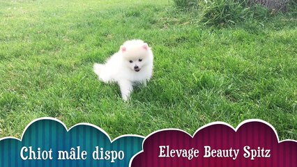 chiot male dispo isa belle mai 2016
