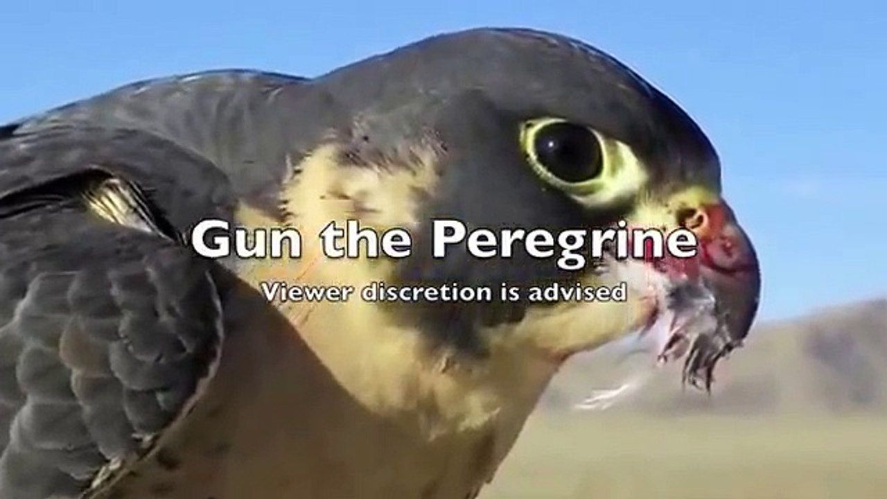 Falcon Destroys Pigeon!MUST WATCH