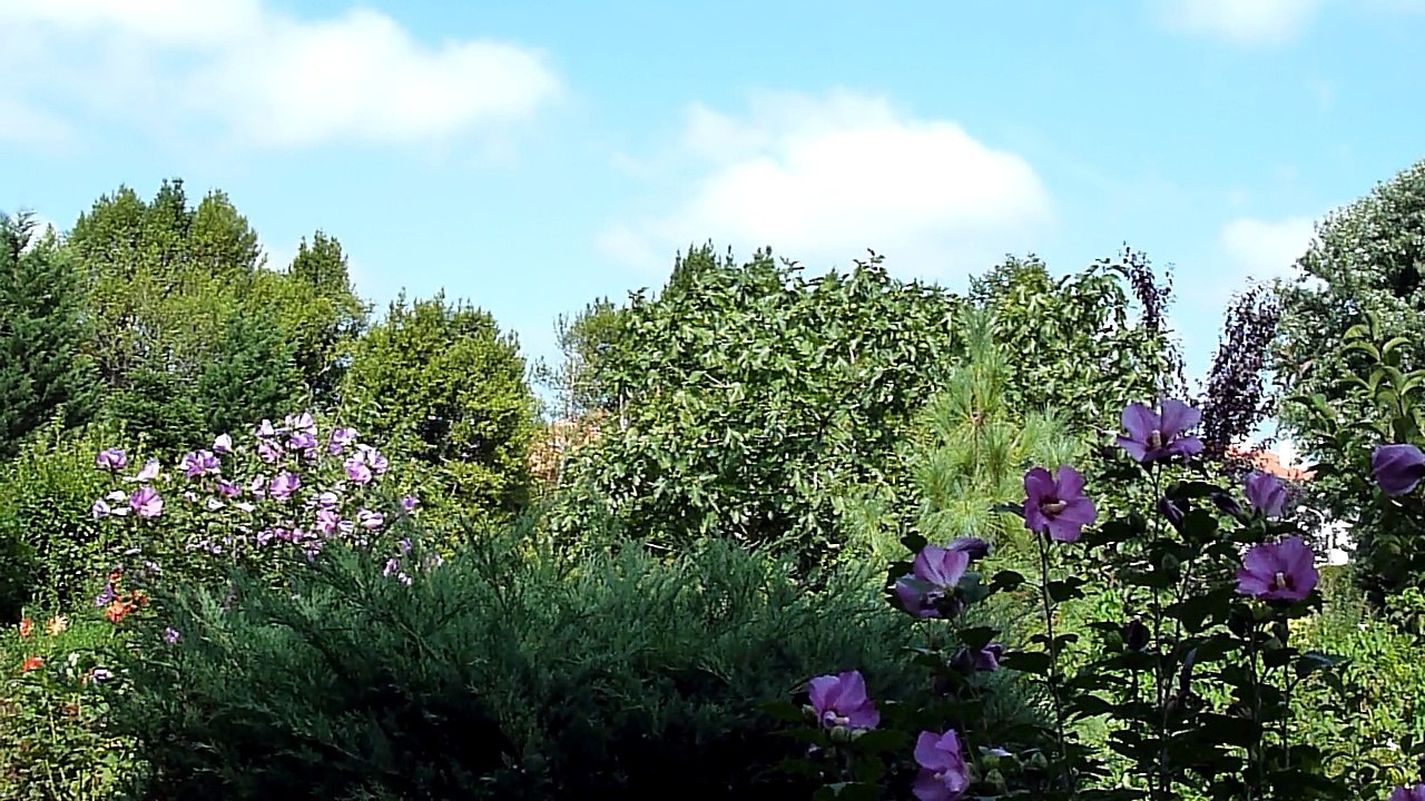 Jardin