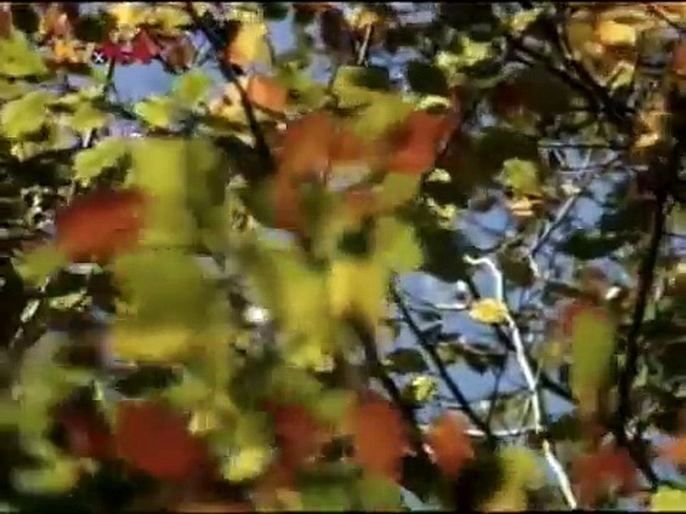 Löwenzahn Classics 153 Peter und der Bär