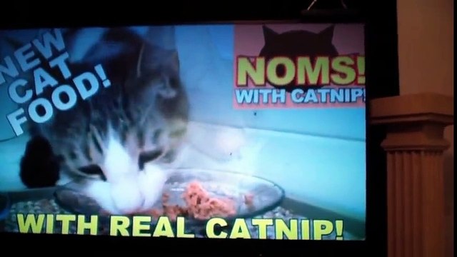 Talking Kitty Cat 25 - A Very Angry Kitty Cat