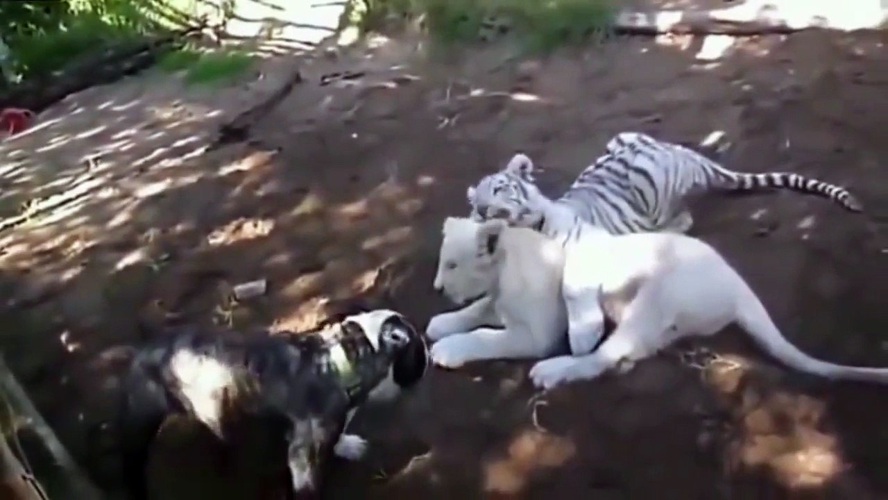 Real fight - Lion vs Pitbull Most amazing wild animal attacks - Giant anaconda attack