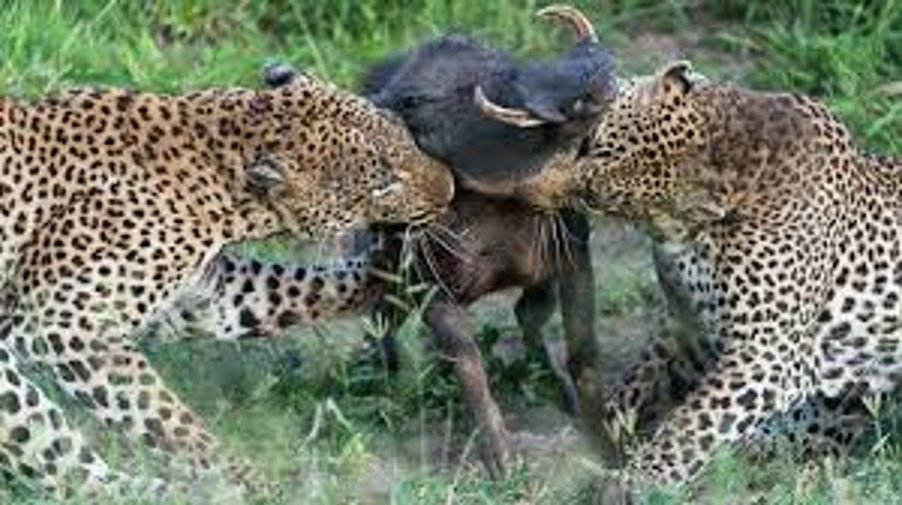Leopards killing Warthog