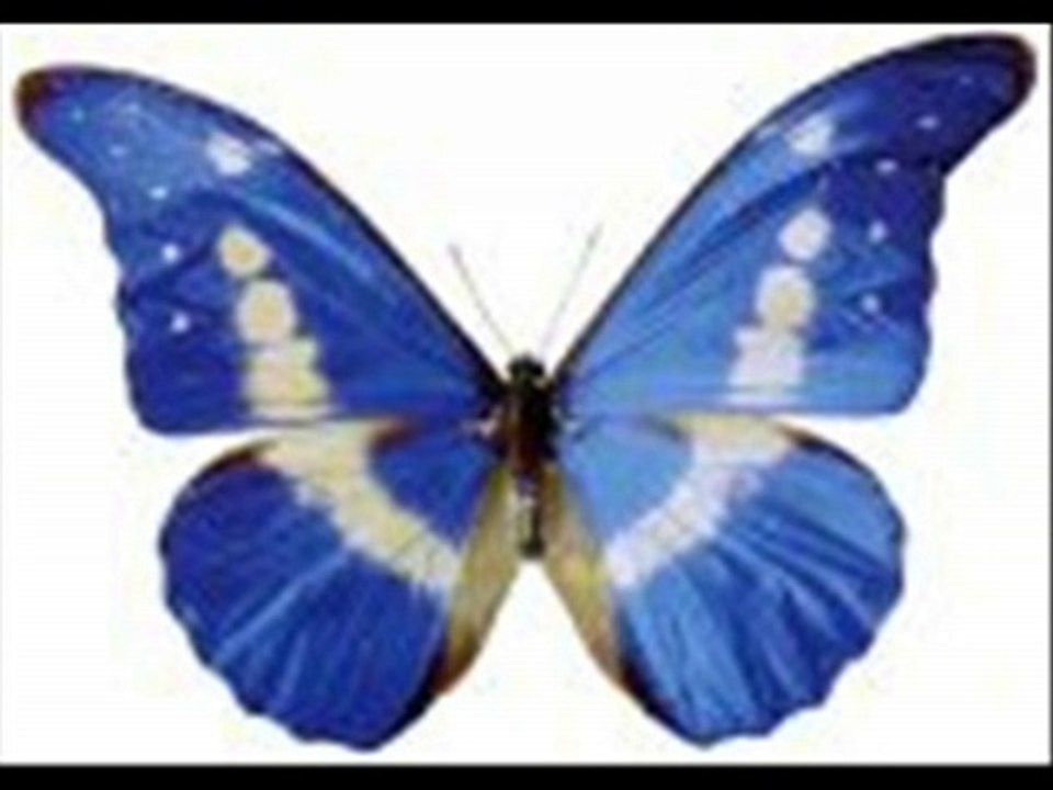 Schmetterlingsflügel darf das schönste Word in deutsch sein...