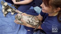 Comfy & Cute Clouded Leopard Cub