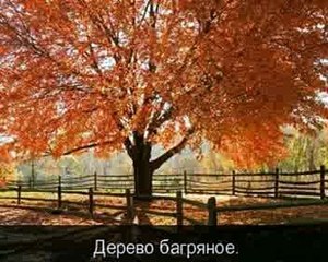 Курс английского языка Livemocha. 03. Прилагательные [2011]