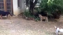 Lion VS Dog A Lion Cub Scares The Dog - Funny Videos