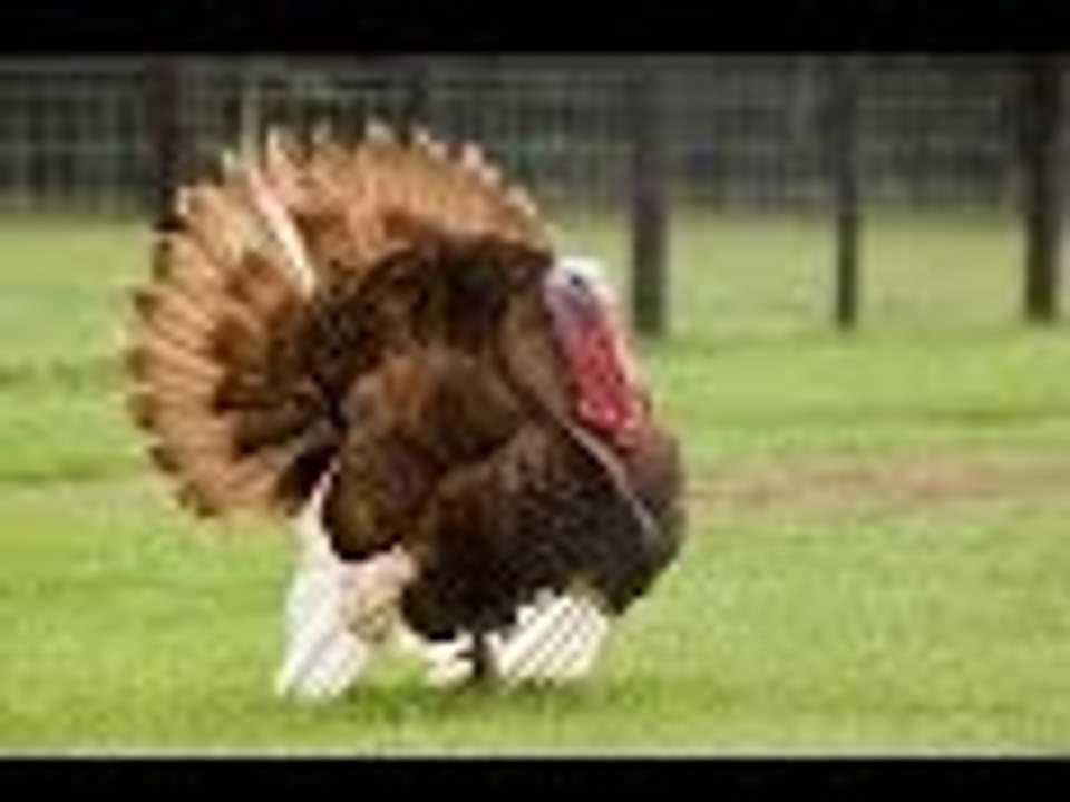 طفل عمره عامين يتكلم مع الديك الرومي