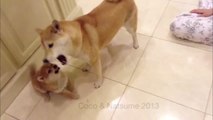 Angry Shiba Inu Puppy Loses It and SNAPS!!!