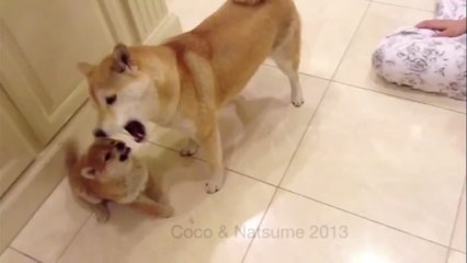 Angry Shiba Inu Puppy Loses It and SNAPS!!!