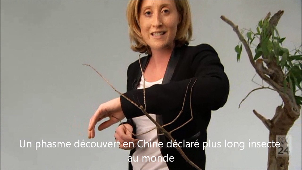 Un phasme découvert en Chine déclaré plus long insecte au monde
