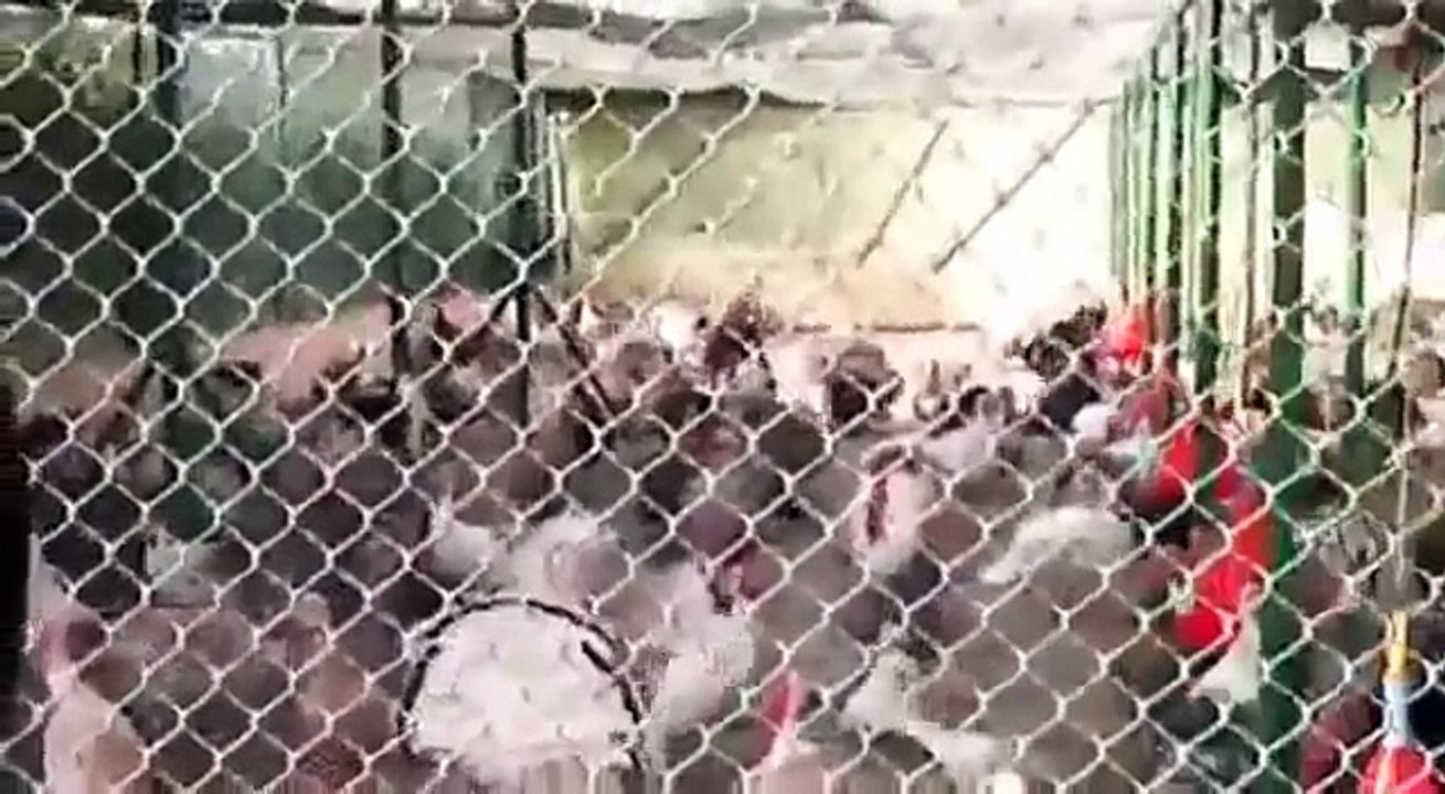 Man Gobbles at Turkeys - Turkeys Gobble Back