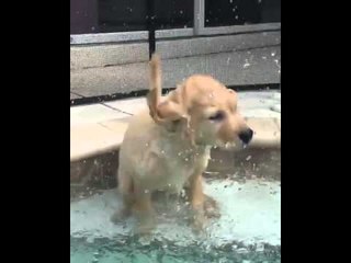 Puppy Peyton Tries a Pool Face-First