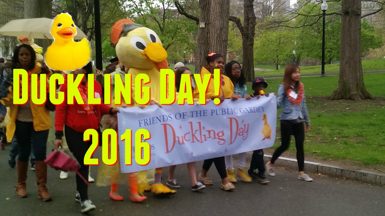 DUCKLING DAY (BOSTON, 2016)