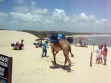 Camelos no Brasil
