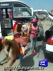 اتنےسمجھدار اور سلیقہ مند جانور شاید ہی پہلے کبھی دیکھیں ہوں