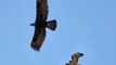 Attractive Fighting Hawk Vs Eagle In The Air!!! You Must See!!!