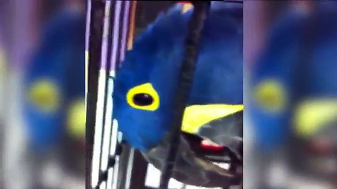 Watch bird bite mans finger off! WOW!