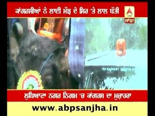 Red light on the head of buffalo attracts everyone