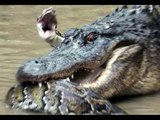 Best Animal Fight!! Crocodile vs Snake!! Animal Versus!!