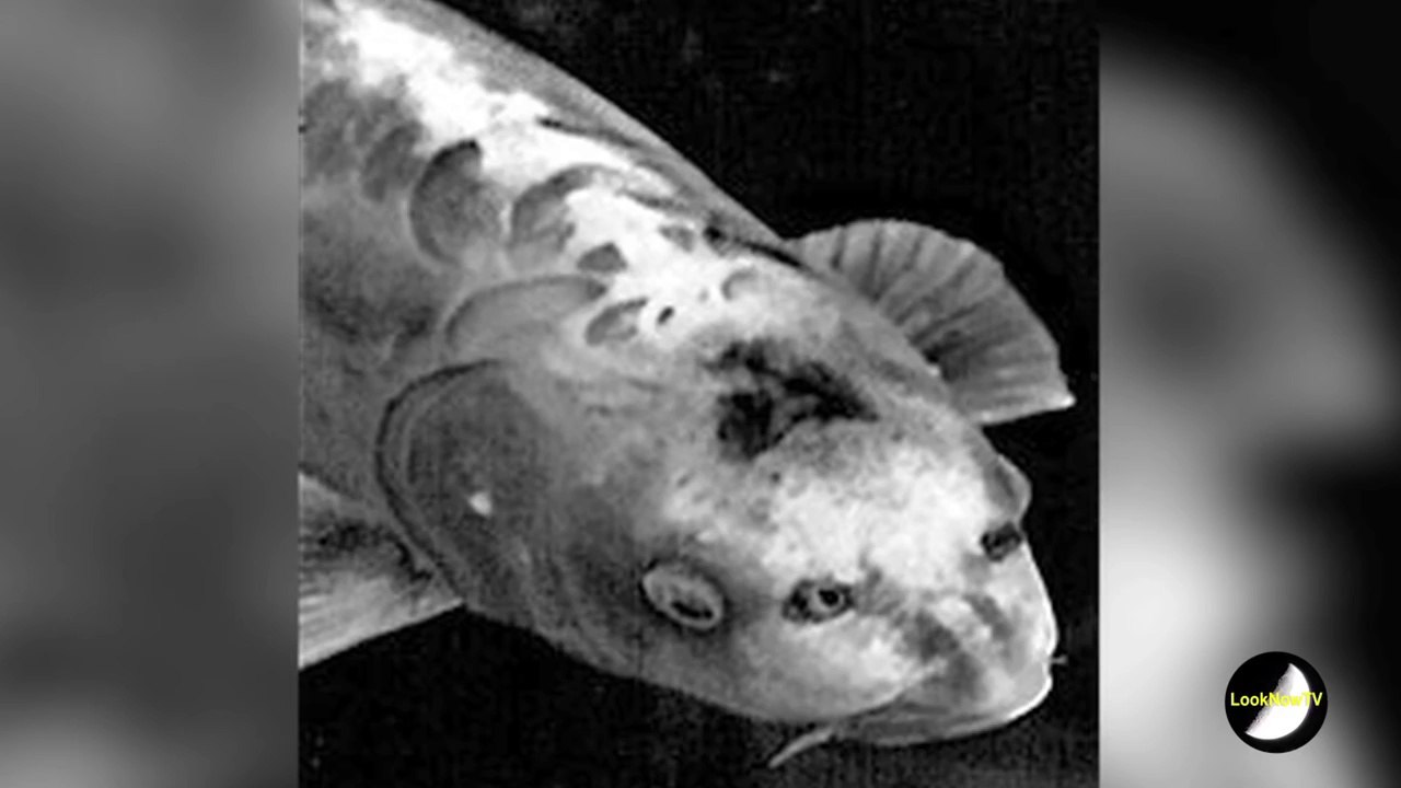 FISH With HUMAN FACE Real Video!