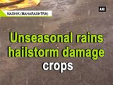 Unseasonal rains, hailstorm damage crops