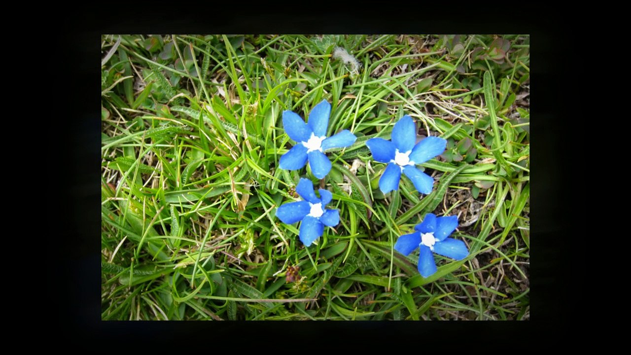 Mountain Walking Holidays - The Wildlife of the Sierra Nevada