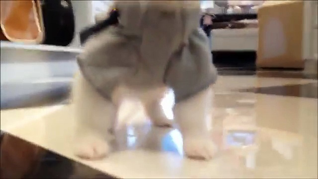 Teacup Puppies Store Pomeranians Teacup Puppies...