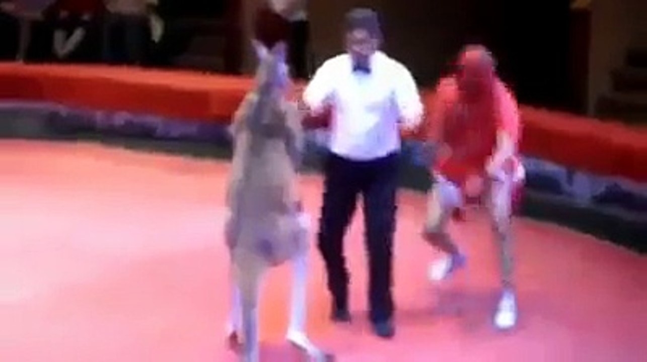 Kangaroo and man fight in a ring