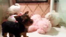 Teacup Maltese and Teacup Yorkie Teacup Puppies For Sale 2014 2016 WE SHIP