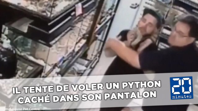 Il tente de voler un python en le cachant dans son pantalon
