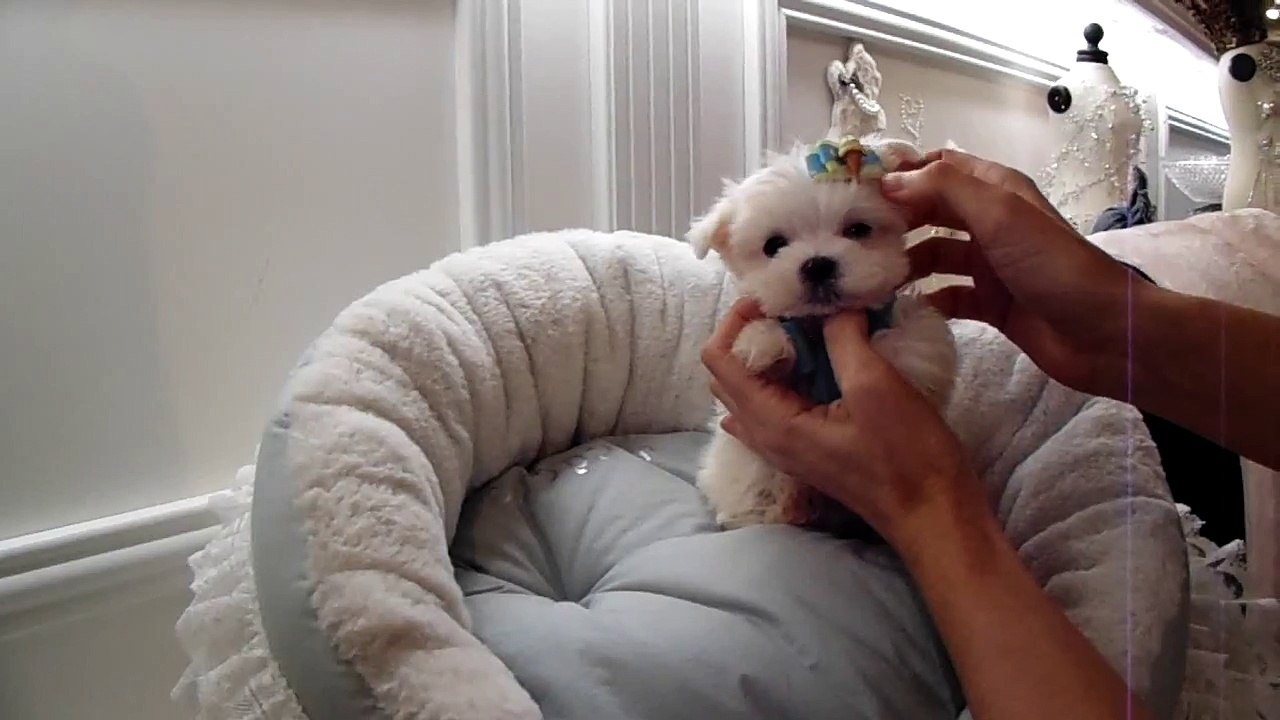 teacup maltese girl molly 2016 WE SHIP