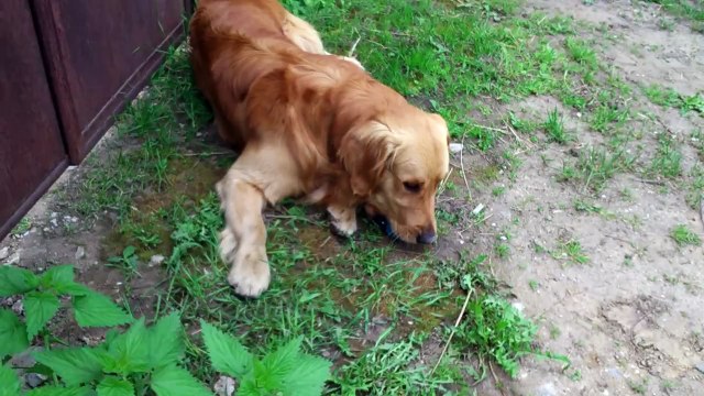 Sony XPERIA SP 1080p Full HD camera sample