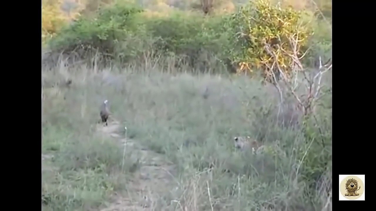 Animal attacks Compilation 2016 - When Animals Attack _ Big Battle Animals Real Fight #2