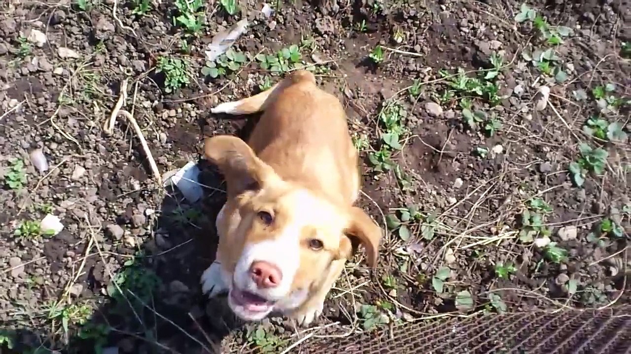 Sony Ericsson Xperia neo HD video sample