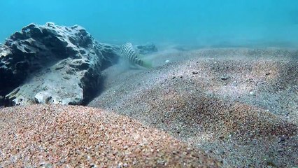 Lake Tanganyika - 2015