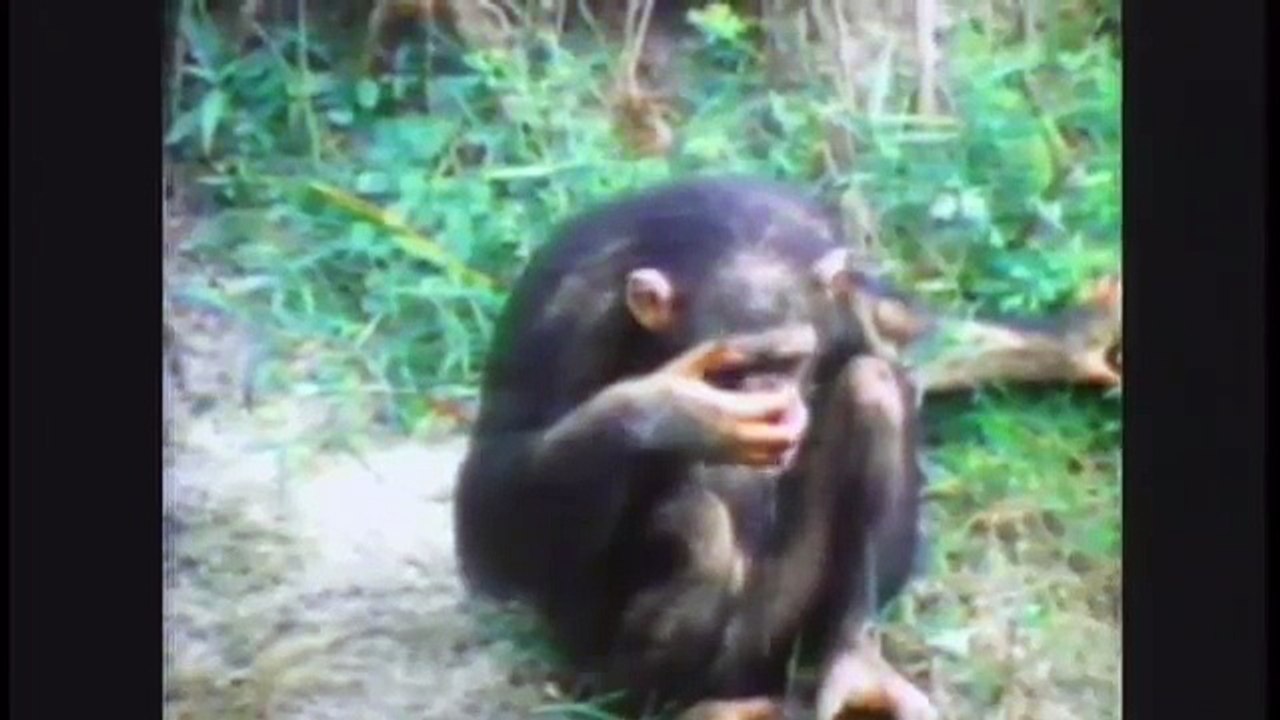 Dopo 18 anni si incontrano di nuovo. Ecco la reazione dalla scimmia quando la vede. Video