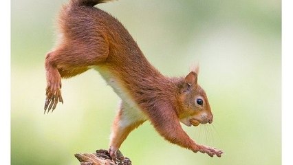 Squirrel Baby Squirrel HandStand Pushups with no Legs 2016