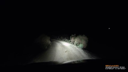 Gece karanlığında yola çıkan kanguru aracın üzerine atladı