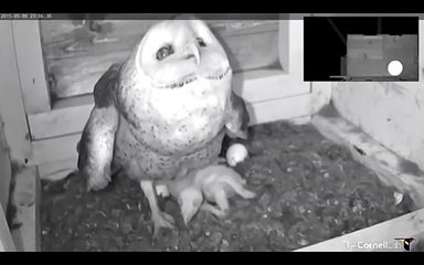 Mamma Barbagianni difende i suoi Piccoli dal Serpente