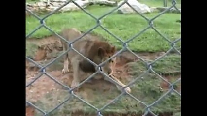 Un ex LEONE da CIRCO cammina sull'ERBA per la PRIMA VOLTA