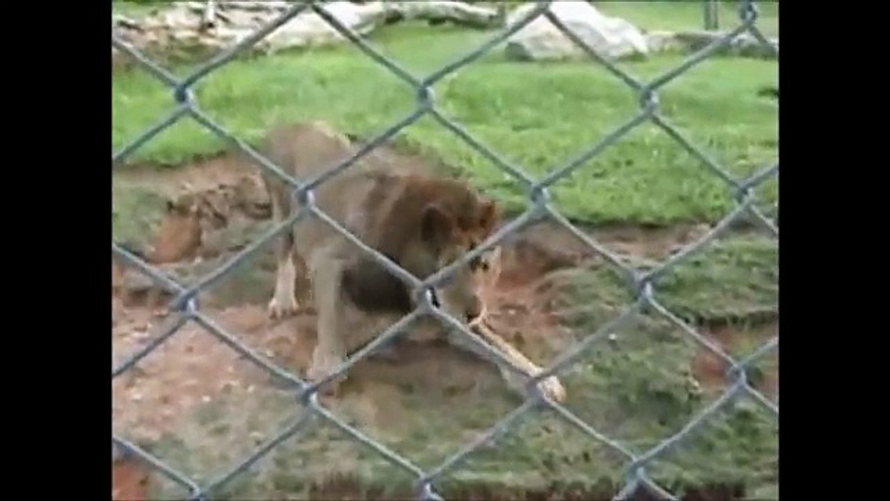 Un ex LEONE da CIRCO cammina sull'ERBA per la PRIMA VOLTA