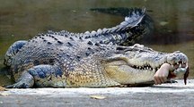 Discovery channel animals documentaries - Monster Croc Hunt - Alligator Attacks.