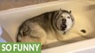 Siberian Husky Puppies German Shepherd Throws Hilarious Temper Tantrum 2016