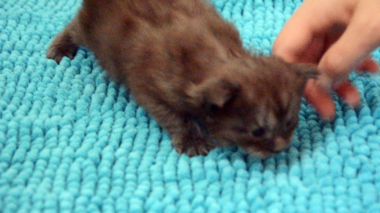 Femelle 2 Maine coon des rives d'estaing