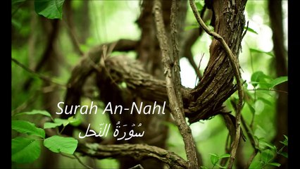 Surah An Nahl سُوۡرَةُ النّحل Tajweed Mohammed seddiq al minshawi Q18MS