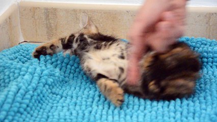 Chaton marble Bengal des Edenbengals