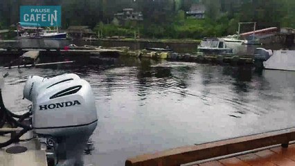 Une baleine vient se nourir dans un petit port d’Alaska