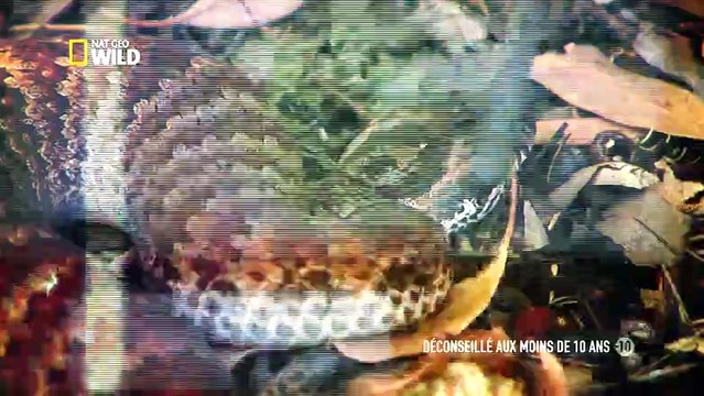 72 animaux dangereux en Australie Petits mais costauds