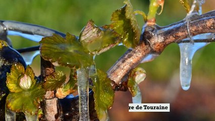 Gel des vignes, le préfet annonce les mesures